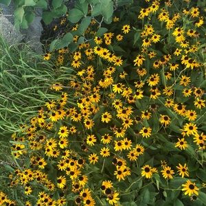 Meet your Posher, Sharee